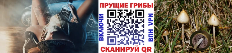площадка телеграм  Магадан  Псилоцибиновые грибы GOLDEN TEACHER 